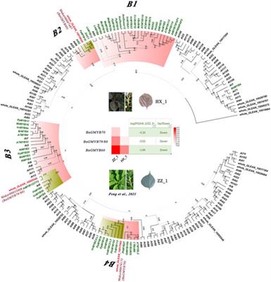 Genome-wide analysis of R2R3-MYB transcription factors in Boehmeria nivea (L.) gaudich revealed potential cadmium tolerance and anthocyanin biosynthesis genes